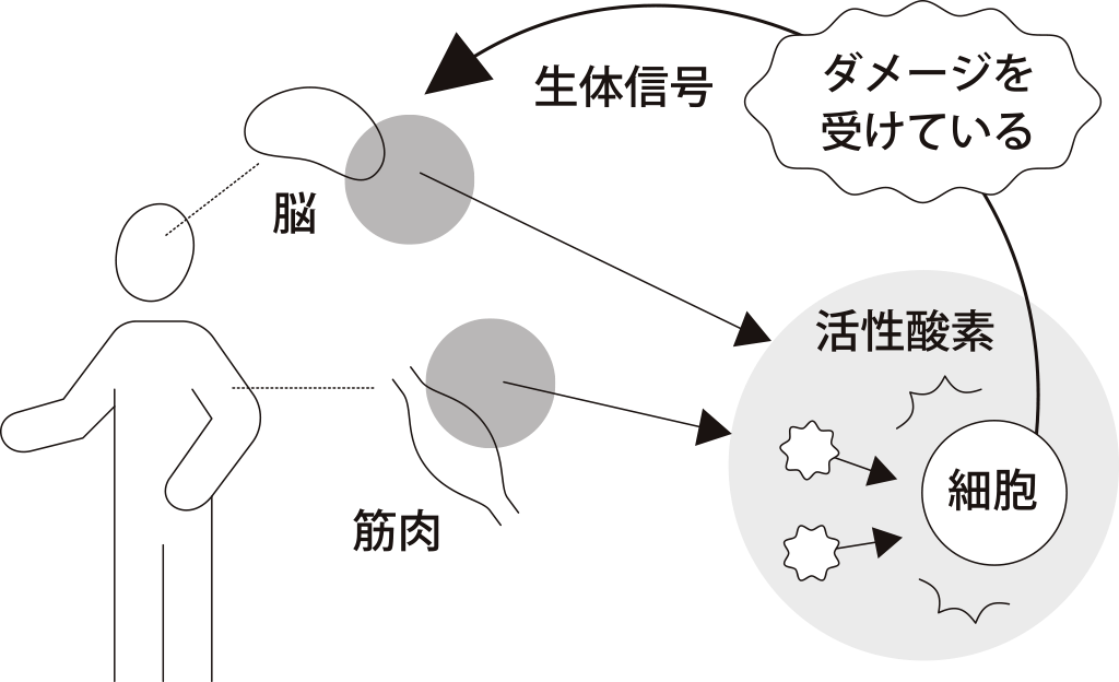 活性酸素による疲れのメカニズム